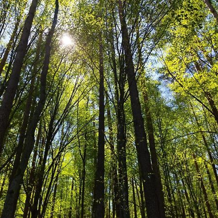 Vila Przy Lesie Białowieża Exteriér fotografie
