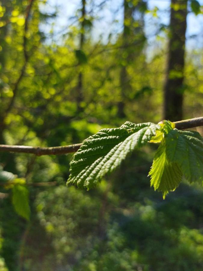 Vila Przy Lesie Białowieża Exteriér fotografie