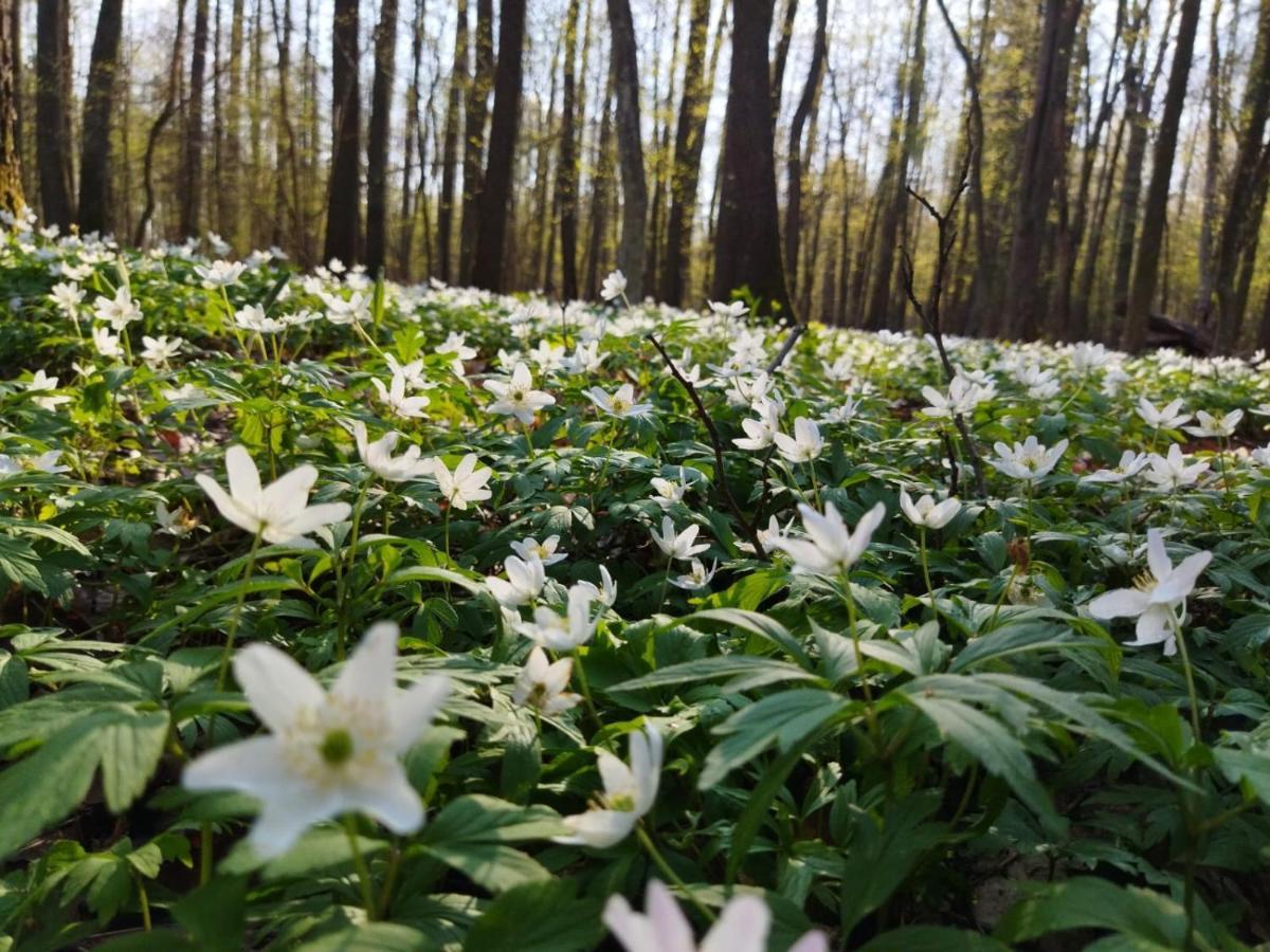 Vila Przy Lesie Białowieża Exteriér fotografie